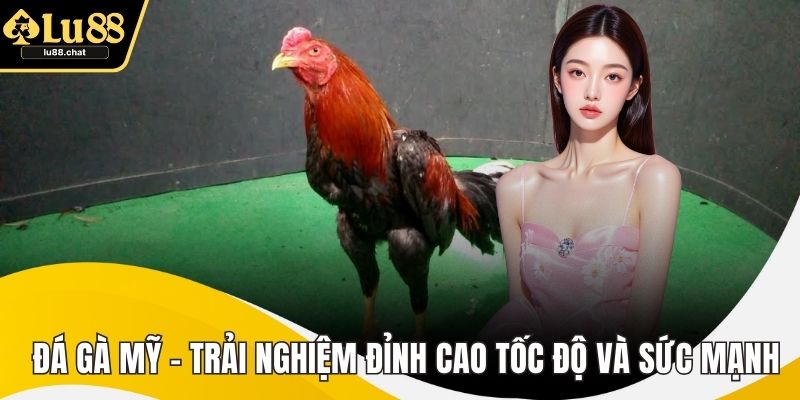 Đá Gà Mỹ – Trải Nghiệm Đỉnh Cao Tốc Độ Và Sức Mạnh Đá Gà Mỹ – Trải Nghiệm Đỉnh Cao Tốc Độ Và Sức Mạnh