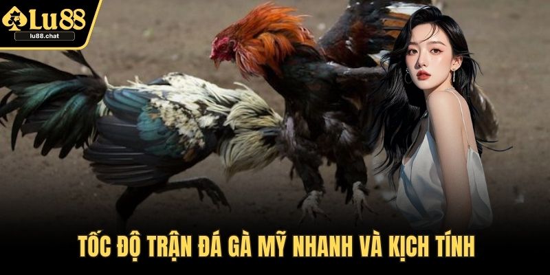 Đá Gà Mỹ – Trải Nghiệm Đỉnh Cao Tốc Độ Và Sức Mạnh Tốc độ trận đá gà Mỹ nhanh và kịch tính